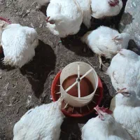 مرغ گوشتی|حیوانات مزرعه|قزوین, |دیوار
