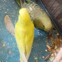 مرغ عشق هلندی بدون قفس