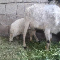 میش بره