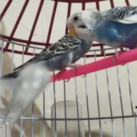 مرغ عشق