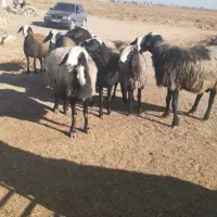 میش اصیل شال