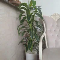 گل مصنوعی