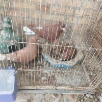 نرو ماده دم سفید|پرنده|بهبهان, |دیوار