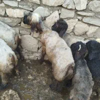 میش بختیاری بره میش افشار