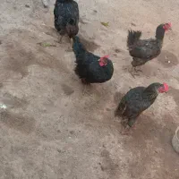 مرغ تخم گذار