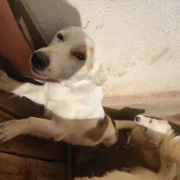 سگ جک راسل با مولد 9 قل زلیده