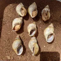 حلزون ۶تا۸سانت البینو اچاتینا