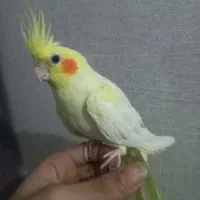 عروس هلندی نر نیمه رام