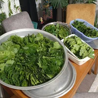 دلمه برگ مو با گوشت گرم گوسفندی با بالاترین کیفیت|خوردنی و آشامیدنی|شیراز, معالی‌آباد|دیوار