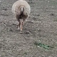 فروش شیشک یلینی ۲ عدد