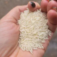 برنج هاشمی وبرنج نیم دانه سورتینگ  شده هاشمی|خوردنی و آشامیدنی|لاهیجان, کوی آزادگان|دیوار