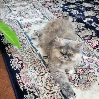 گربه پرشین|گربه|بندرعباس, |دیوار