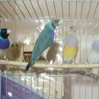 دو جفت گلدین آبی و سیلور و زرد|پرنده|تبریز, |دیوار