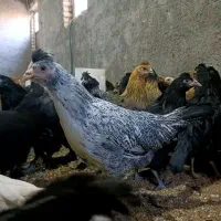 مرغ جهادی نژاد تخمگذار و گلپایگانی|حیوانات مزرعه|کاشان, خرمدشت|دیوار