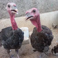 بوقلمون ۴ عدد