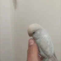 مرغ عشق دستی