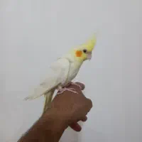 عروس هلندی رام رام ۴ماه|پرنده|هشتگرد, هشتگرد قدیم|دیوار