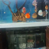 اکواریوم ریملس سامپ دار اورفلو