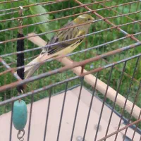 قناری نر اماده باوسایل