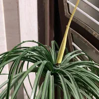 گل مصنوعی ،ابچکان|گل و گیاه طبیعی|بیرجند, |دیوار