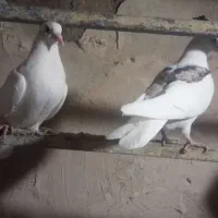 کبوتر کفتر مفت|پرنده|چالدران, |دیوار