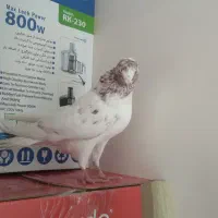 کبوتر کرفتنی