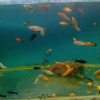 ماهی ویال|ماهی|تهران, گلچین|دیوار