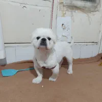 سگ نژاد پیکینیز