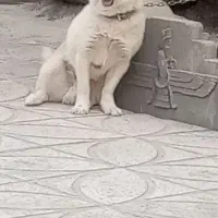 سگ پاکوتاه