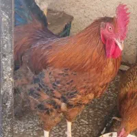 یک عدد خروس