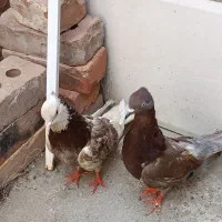 فروش یک جفت کبوتر پرشی