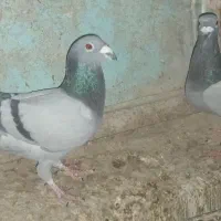 چند جفت کبوتر بفروش میرسد|پرنده|سراوان, |دیوار