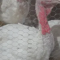 بوقلمون بیوتی گوشتی ۴ الی ۶ کیلویی