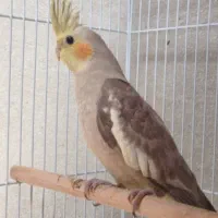 دوتا عروس هلندی سخنگو بشدت چلوندی