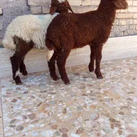 بره نر درجه یک بز گوسفند