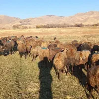 گوسفند آبستن|حیوانات مزرعه|مریوان, |دیوار