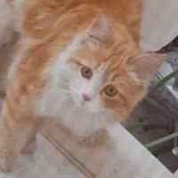 گربه گم شده