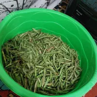 لوبیا چیتی سبز تازه|خوردنی و آشامیدنی|اهر, |دیوار