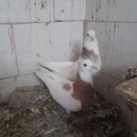 پرنده دیواندره