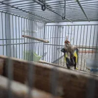 سهره کرمانی|پرنده|قدس, شهرقدس|دیوار