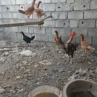 پنج عدد ماده مرغ و دوعدد خروس