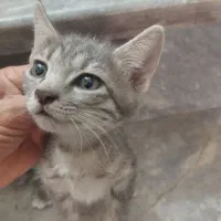 بچه گربه واگذاری