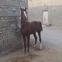 اسب|اسب و تجهیزات اسب‌سواری|اصفهان, رهنان|دیوار