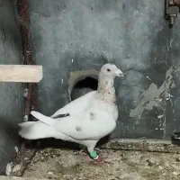 کبوتر