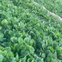 اسفناج درجه یک