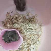 همستر کمپل نر|موش و خرگوش|بوشهر, |دیوار