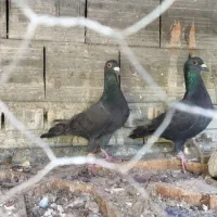 کبوتر|پرنده|دلند, |دیوار