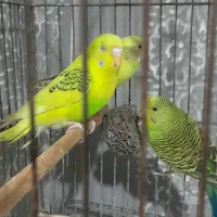 مرغ عشق عروس سهره قناری طوطی