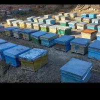 تعداد ۵ عدد کندوی زنبور عسل