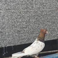 کبوتر فروشی